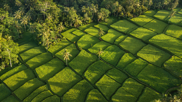 Reisfelder Indonesien